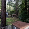 Gualala woods