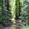 Redwood forest near Gualala, California, USA