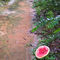Leon County Alleyway