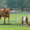 Little horse