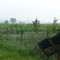 Leon County cornfield