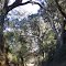 canopy road, old St Augustine Rd, original unpaved section from the 1820s (1-3-2012)