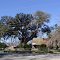 MASSIVE LIVE OAK TREE, next to historic cracker house, Waukeenah Fla (1-3-2012)