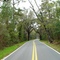 Canopy road, Old Micoosukee road, near Peck, Leon County Fla (3-15-2008)