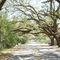 canopy road, spared by tornado 3 week earlier, downtown Capitola, Fla (3-16-2008)