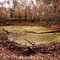 Sinkhole with Gators at San Felasco on Christmas Day