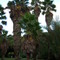 Kanapah Gardens
