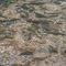 Rainbow Trout