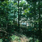 Marshall Forest