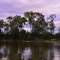 Trees along the Coosa River