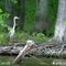 Great Blue Heron at Rend Lake