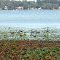 Geese on Walled Lake