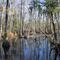 Indian Swamp -Barnesville,NC