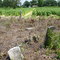 Cemetery in the midst of a tobacco field in Orrum, NC