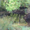 Swamp