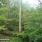 Swamp
