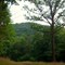 Woodland