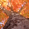 Lost Maples