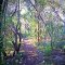 Softer Trailway View