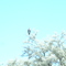Bald eagle on the Snake River
