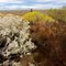 Various vegetation at Juniper Dunes