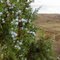 Berries of the Juniper tree at Juniper Dunes