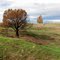 A burnt Juniper tree at Juniper Dunes