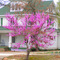 Purple Tree