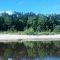 Deer at Escambia River