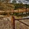 FIDDLERS POND
