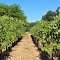 Vines