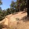 Deer on South Fork American River Trail