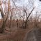 Large Sycamore Tree near Sangamon River at Camp Cilca