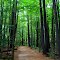 Woods at the Maine Wildlife Park, Gray, Maine.