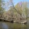 Shiawassee River