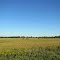 Soybean field just before harvest