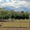 Emus and goats in a farm on Owosso Rd