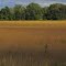 Soybean field on State Road