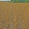 Soybean field ready to harvest (Beard Rd)