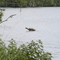Turtle Rock near S-Bridge