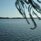 Perquimans River - from bank