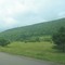 Pine Tree off 86