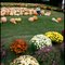 Pumpkin Patch
