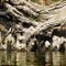 Twelve Bald Men on Cypress Creek
