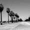 palm tree lined union
