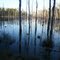 Blackwater State Forrest near Holt