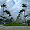 Palm Beach, Florida - Usa - Royal Poinciana Way