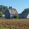 County Barns