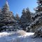 Snowy Woods Scene