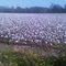 them cotton fields